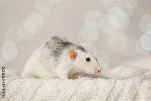 Cute little rat on knitted blanket against blurred lights. Chinese New Year symbol