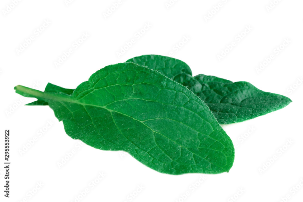 Obraz premium Borage or borretsch green leaves isolated on white. (Borago officinalis)