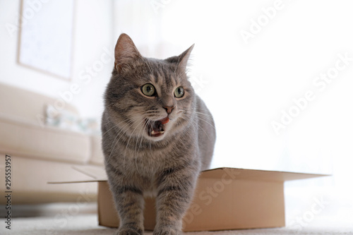 Fototapeta Naklejka Na Ścianę i Meble -  Cute grey tabby cat in cardboard box on floor at home