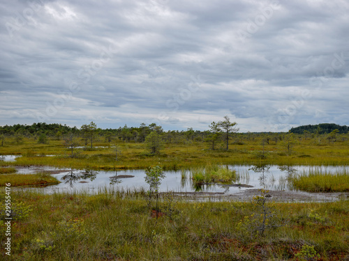 landscape with bog, bog pines, swamp lake and moss