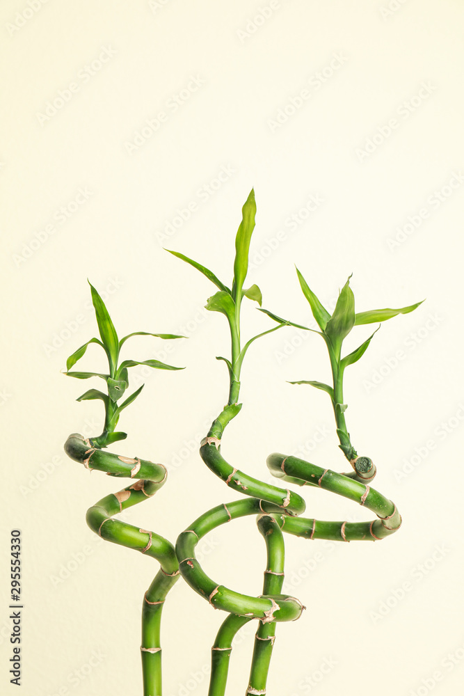 Fototapeta premium Tropical bamboo stems with lush leaves on beige background. Stylish interior element