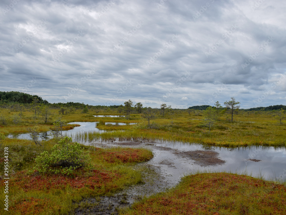 landscape with bog, bog pines, swamp lake  and moss