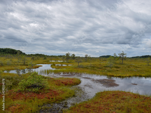 landscape with bog, bog pines, swamp lake and moss