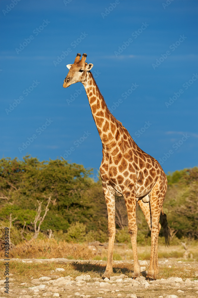 Giraffe, Giraffa camelopardalis in the savannah of Namibia. Giraffe, Giraffa camelopardalis in the savannah of Namibia.