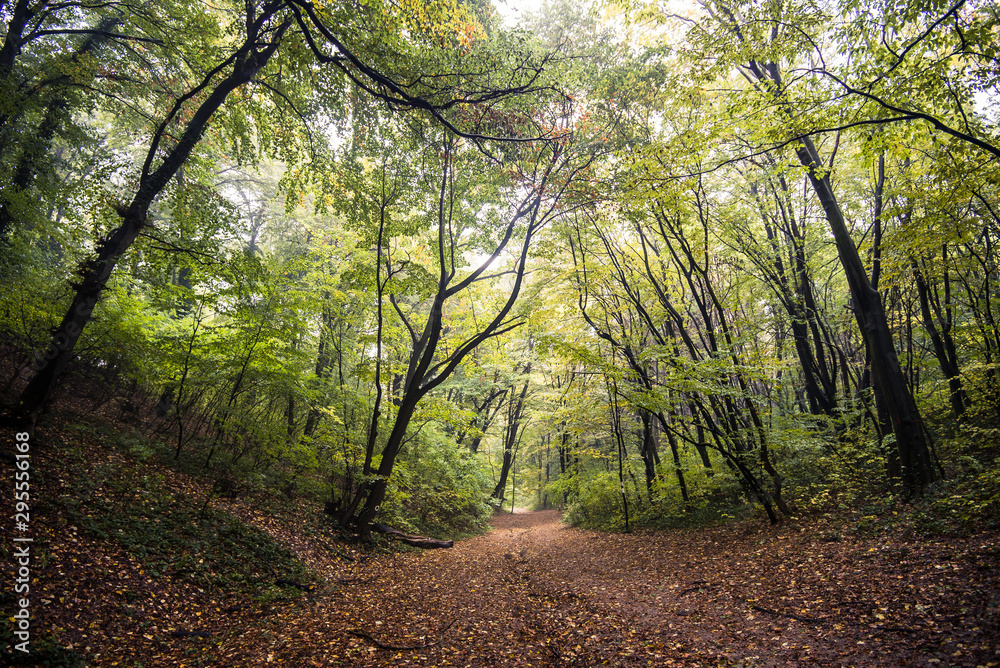 autumn in the forest autumn in the forest