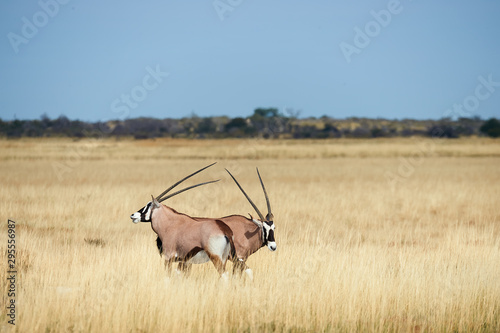 Two southern oryx (Oryx gazella) in Namibia