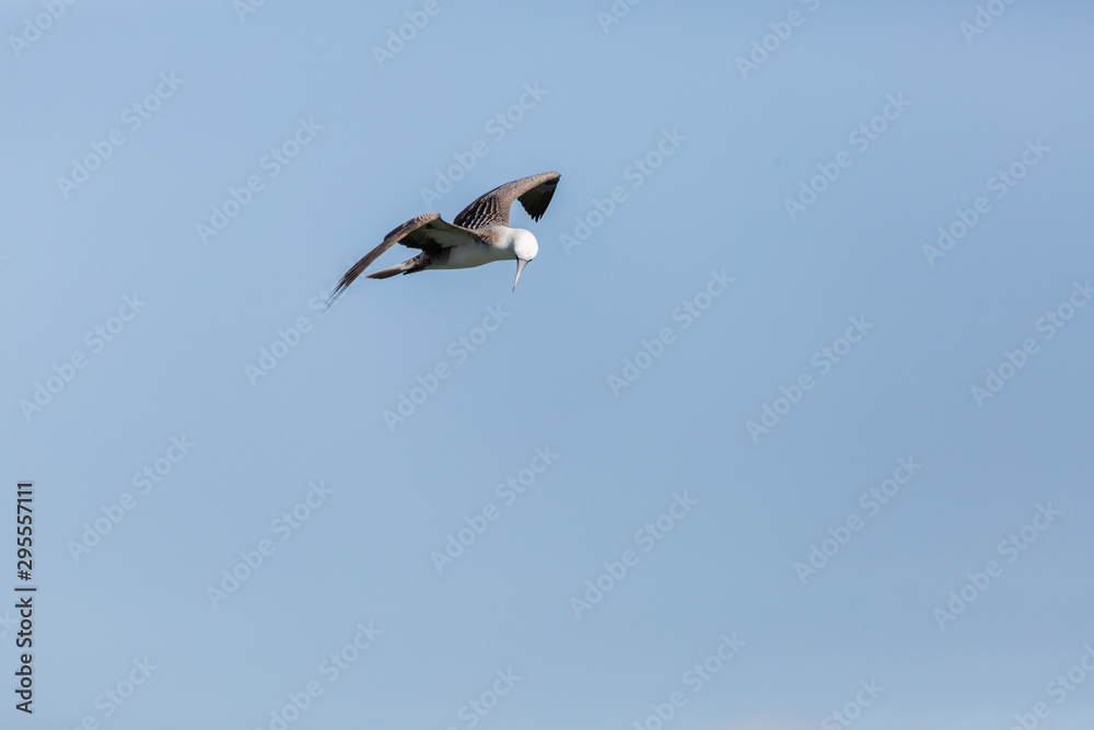 Flying Peruvian Booby (Piquero Común) Latin Name Sula Variegata. Tongoy Chile Flying Peruvian Booby (Piquero Común) Latin Name Sula Variegata. Tongoy Chile