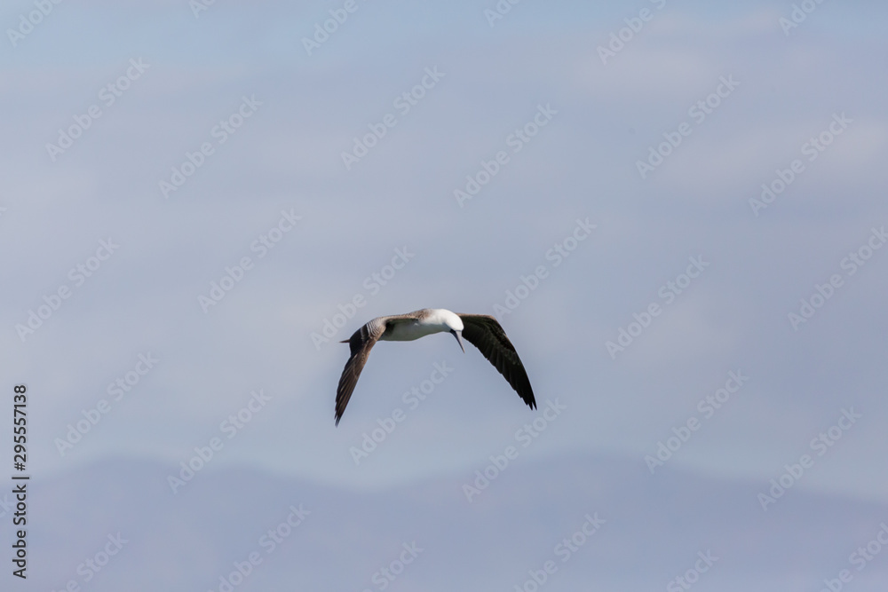 Flying Peruvian Booby (Piquero Común) Latin Name Sula Variegata. Tongoy Chile Flying Peruvian Booby (Piquero Común) Latin Name Sula Variegata. Tongoy Chile
