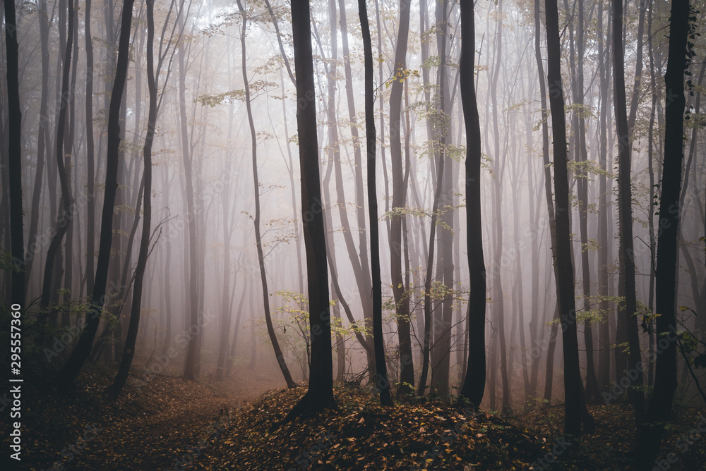 Obraz premium forest in fog