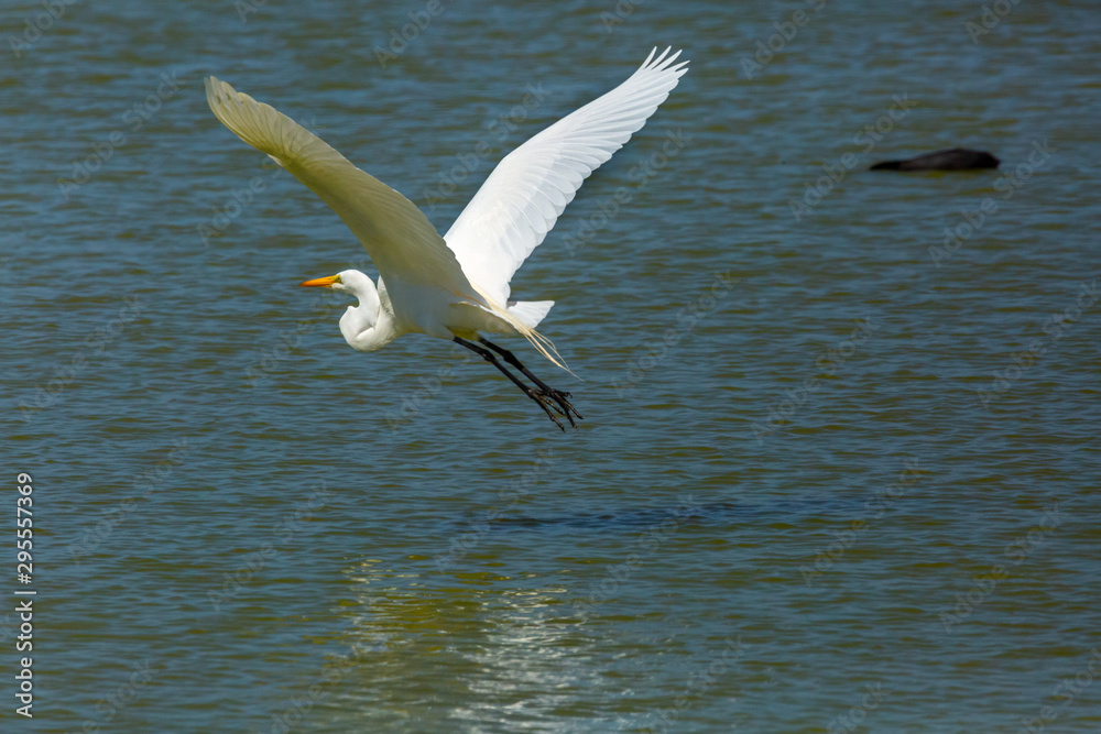 Great Egret (Garza Grande) Latin Name Ardea Alba. Wetland. Tongoy. Chile Great Egret (Garza Grande) Latin Name Ardea Alba. Wetland. Tongoy. Chile