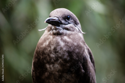 Die Inkaseeschwalbe ist eine Vogelart aus der Familie der Seeschwalben photo