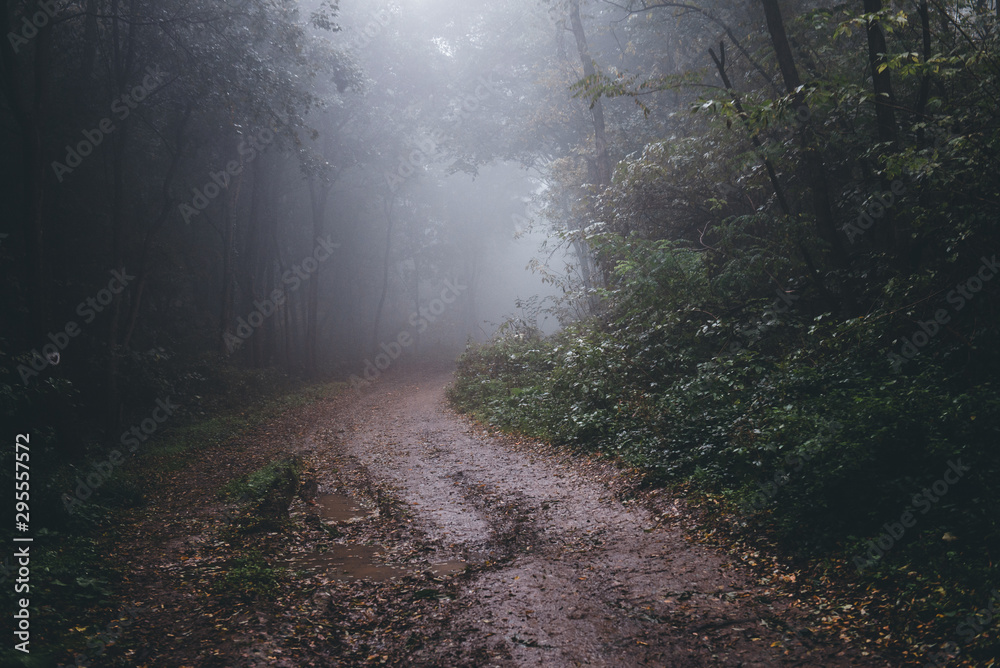 Fototapeta premium road in the forest