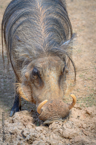 Warthog rooting around in the dirt