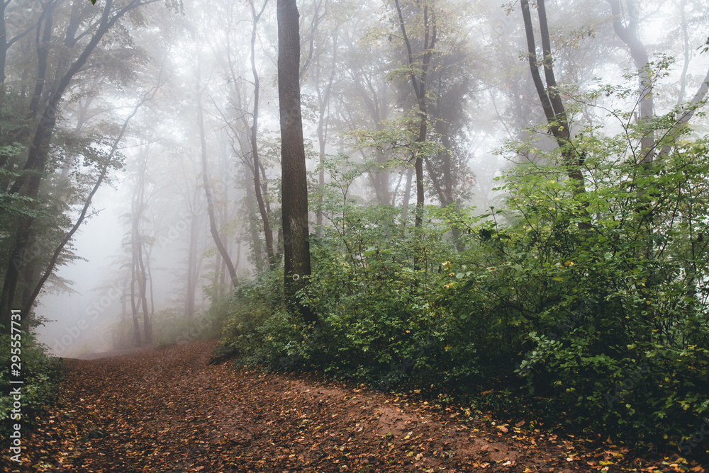 Naklejka premium fog in the forest