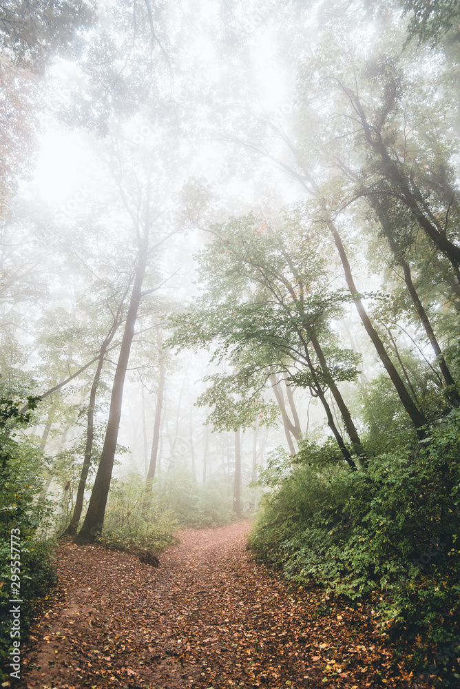 Fototapeta premium road in the forest