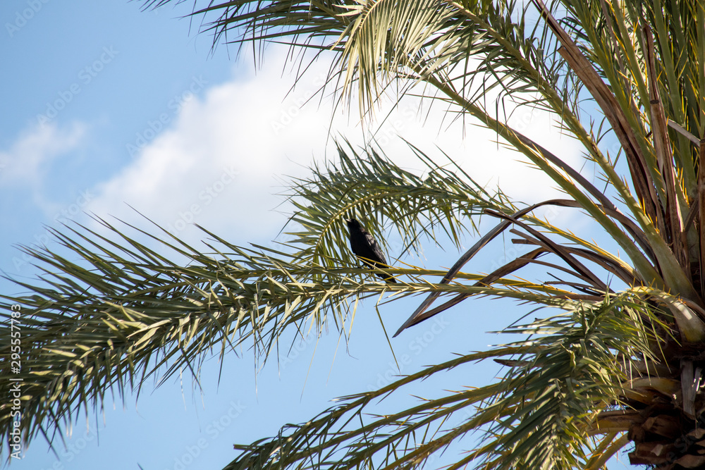 Naklejka premium baum