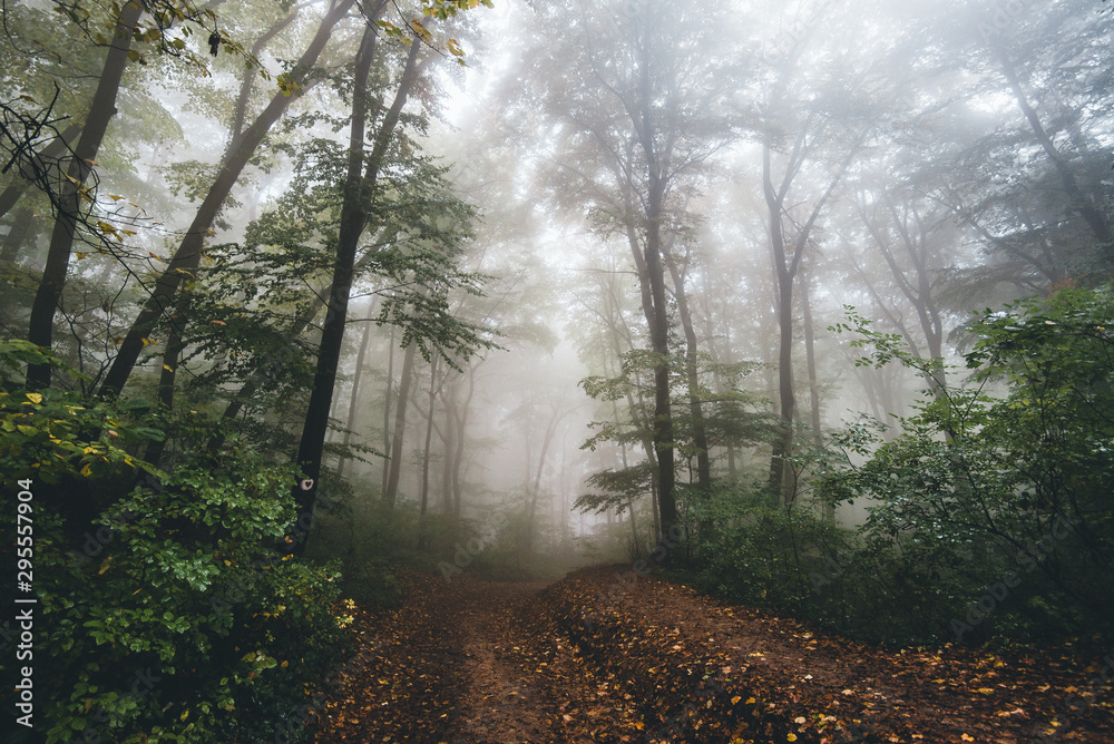 Fototapeta premium fog in the forest