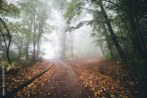 road in the forest