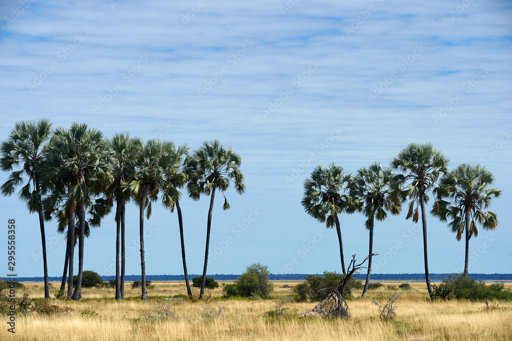 African landscape with savanna and palm trees.