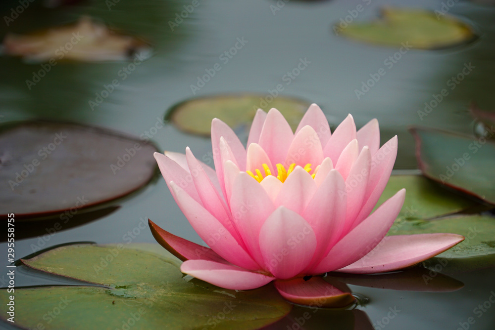 Inner Heart