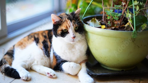 Closeup of happy calico cat face lying down by potted catnip plant inside home garden relaxed calm photo