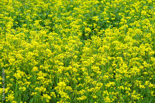 Yellow rape flower background image in Qinghai Province China