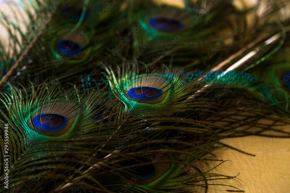 Obraz premium plumaje