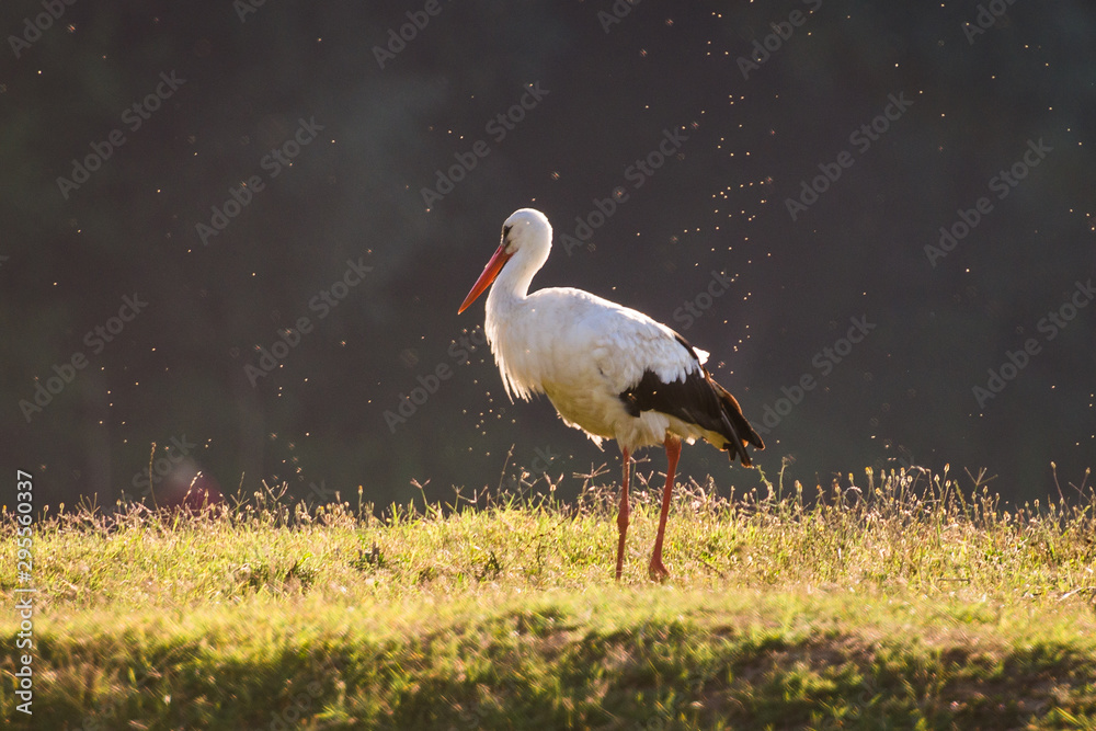 Fototapeta premium stork in the field