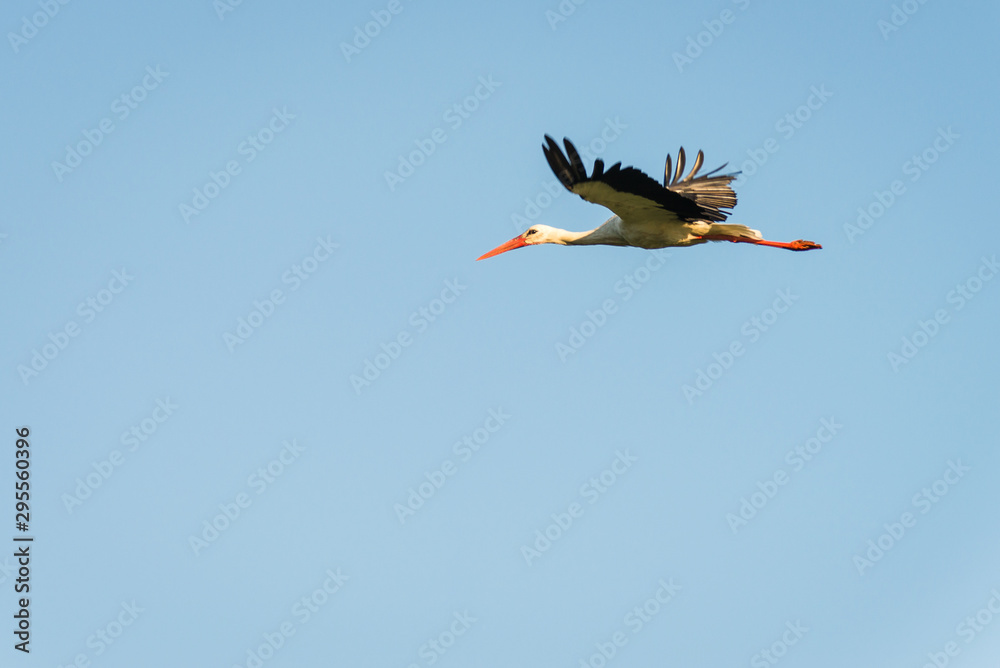 Fototapeta premium stork in flight