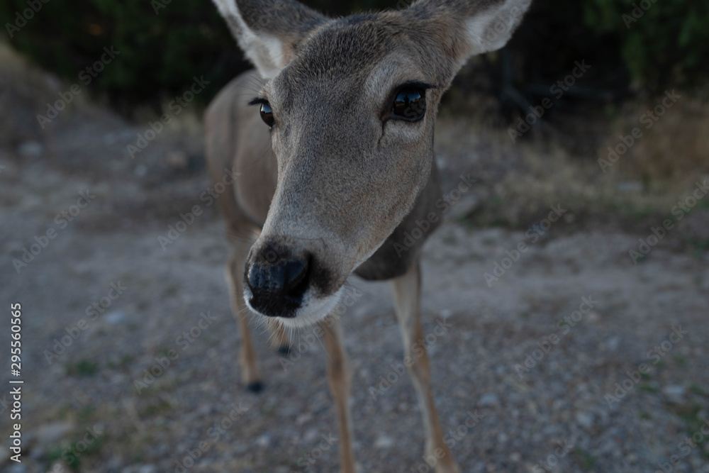 deer in the woods