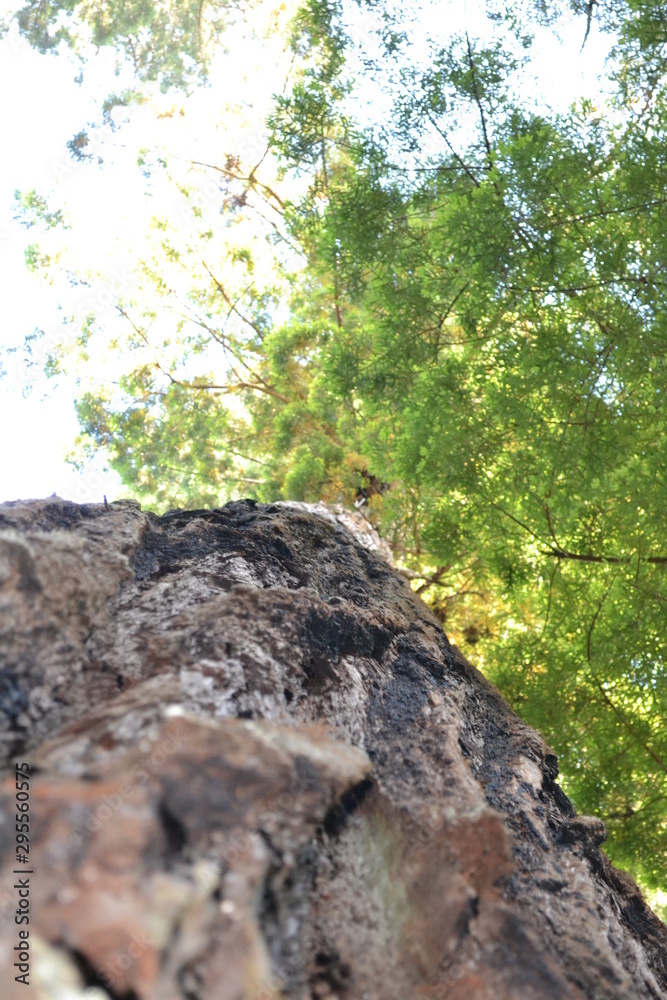 Fototapeta premium trunk of a tree