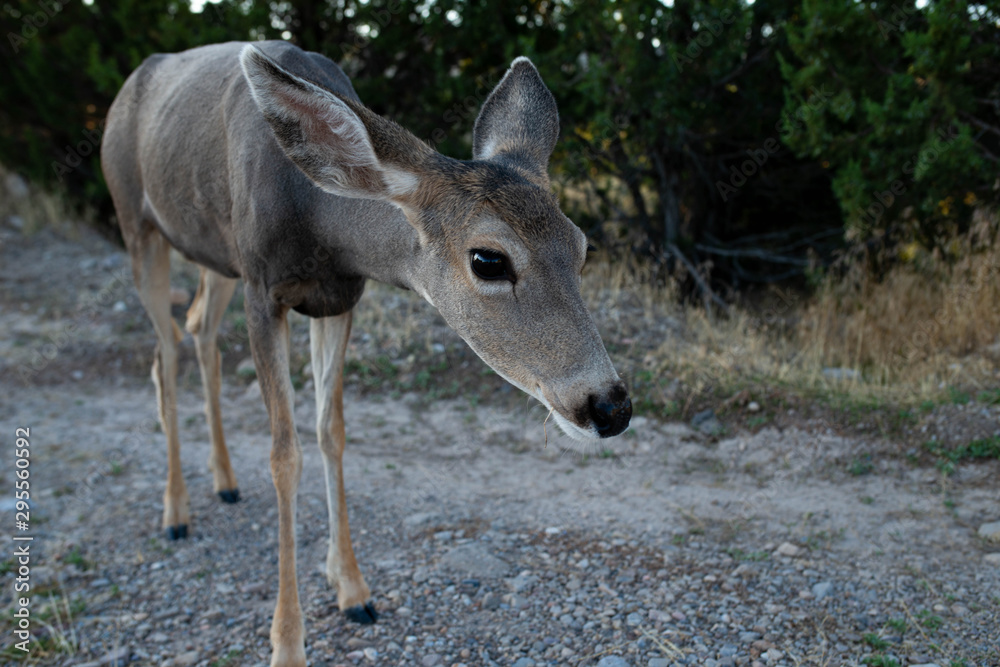 Fototapeta premium deer in the woods