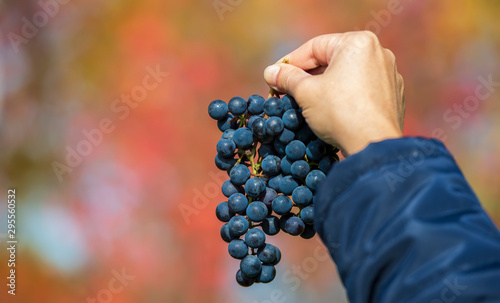 Grapes in hand