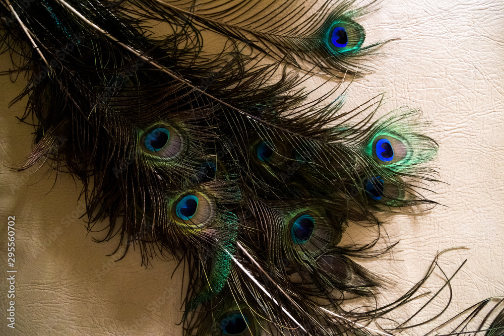 Obraz premium plumaje