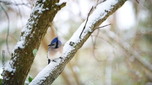Closeup of one blue jay Cyanocitta cristata bird perched flying away following mate on tree branch during winter snow in Virginia with snowflakes falling