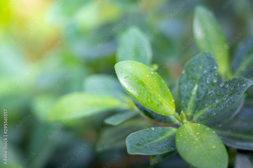 Close Up green leaf under sunlight in the garden. Natural background with copy space. Close Up green leaf under sunlight in the garden. Natural background with copy space.