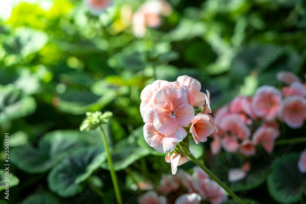 The background image of the colorful flowers The background image of the colorful flowers