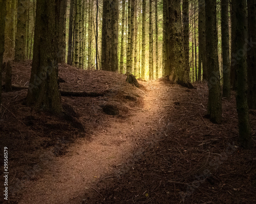 Path through a sunlit mysterious forest, Glencoe Lochan, Scotland