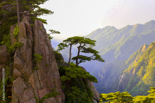 Tree on side of mountain and above valley of trees