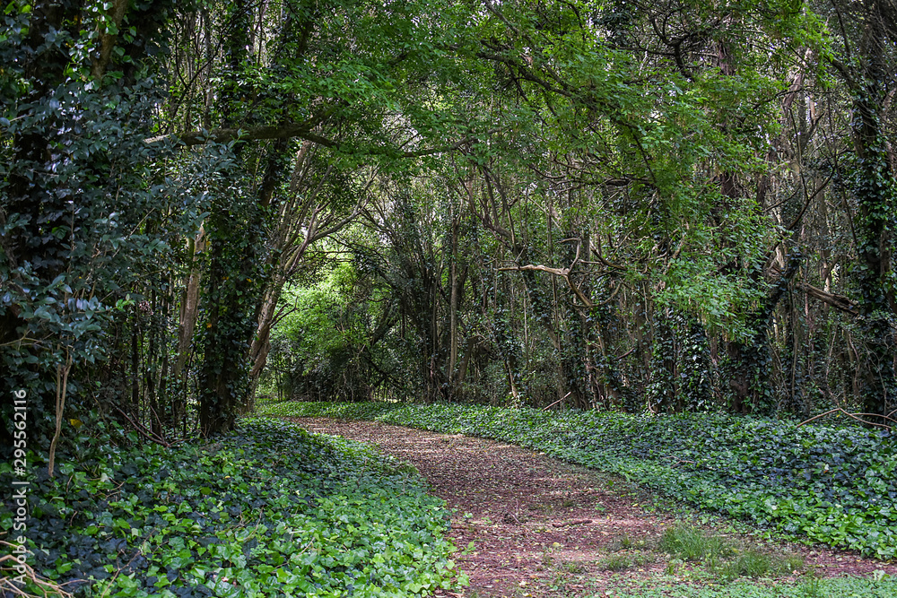 Obraz premium Forest green