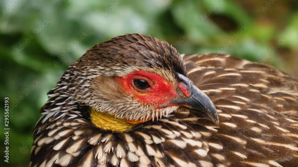 A yellow necked Francolin close up of head turning to the right. A yellow necked Francolin close up of head turning to the right.