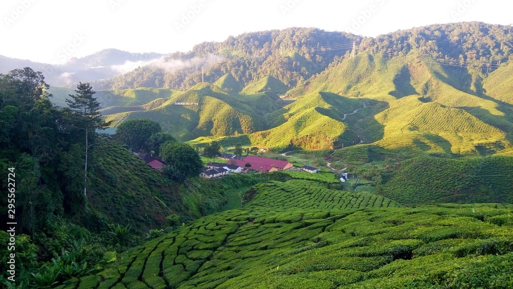 view of tea plantation at Cameron Highlands, Malaysia