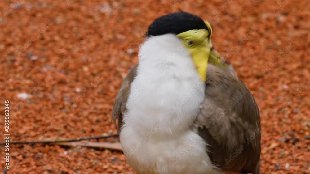 Close up of a masked lapwing bird cleaning his wing. Close up of a masked lapwing bird cleaning his wing.