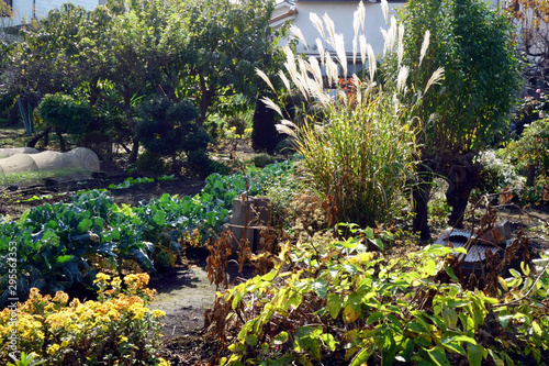 ススキ 庭 自然 緑 風景 木 植える 美しい 包囲 植える 草 ナチュラル 植物 葉 屋外 若い かわいい 明るい 秋 きれい ガーデニング 庭園 すすき 穂 背景 園芸 綺麗 リラックス Stock Photo Adobe Stock