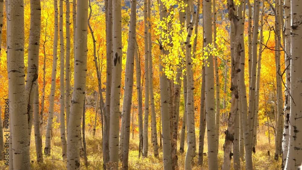 View of colorful aspen tree forest durning peak Fall colors as leaves move in slow motion in the breeze in the La Sal Mountains in Utah.