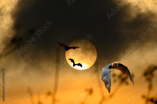 A flock of bats flying in the evening