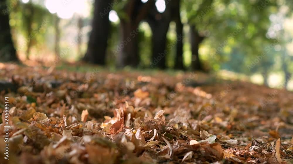Feet close up. A girl walking and kicking fall leaves in the park. Graceful woman wear white snickers. Golden autumn concept 4k Feet close up. A girl walking and kicking fall leaves in the park. Graceful woman wear white snickers. Golden autumn concept 4k