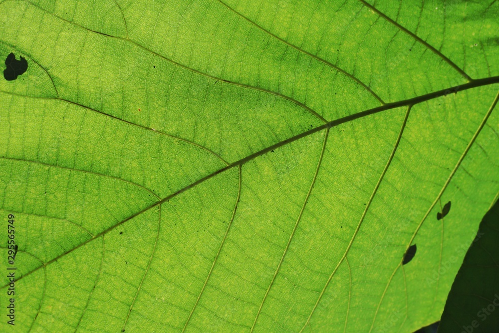 Green leaf pattern texture backgrounds Green leaf pattern texture backgrounds