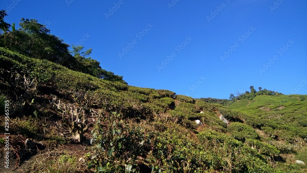 morning view of tea plantation at Cameron Highlands, Malaysia