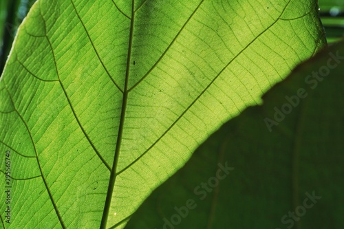 Green leaf pattern texture backgrounds